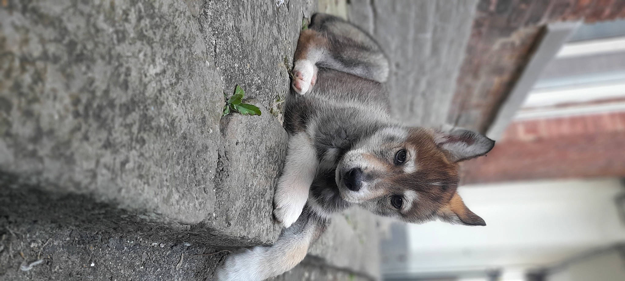 Alpha a rejoint le concours — aidez-le/la à gagner de superbes lots ! canidae, carnivore, claw, companion_dog, concrete, dog, dog_breed, eyelash, fawn, fur, grey, paw, procyonidae, snout, sporting_group, tail, terrestrial_animal, whiskers, wildlife