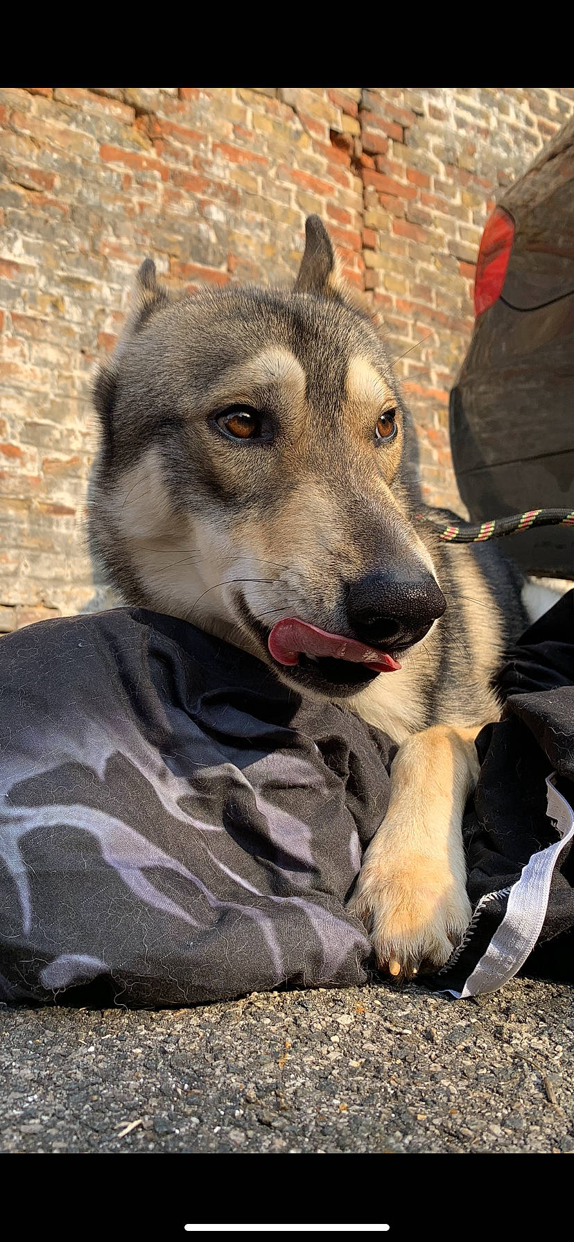 Alpha participe au concours pour gagner de l'argent avec cette photo : ancient_dog_breeds, canidae, canis, carnivore, collar, companion_dog, dog, dog_breed, fawn, fur, sled_dog, snout, sporting_group, sulimov_dog, terrestrial_animal, whiskers, wildlife, wolf, working_animal, working_dog