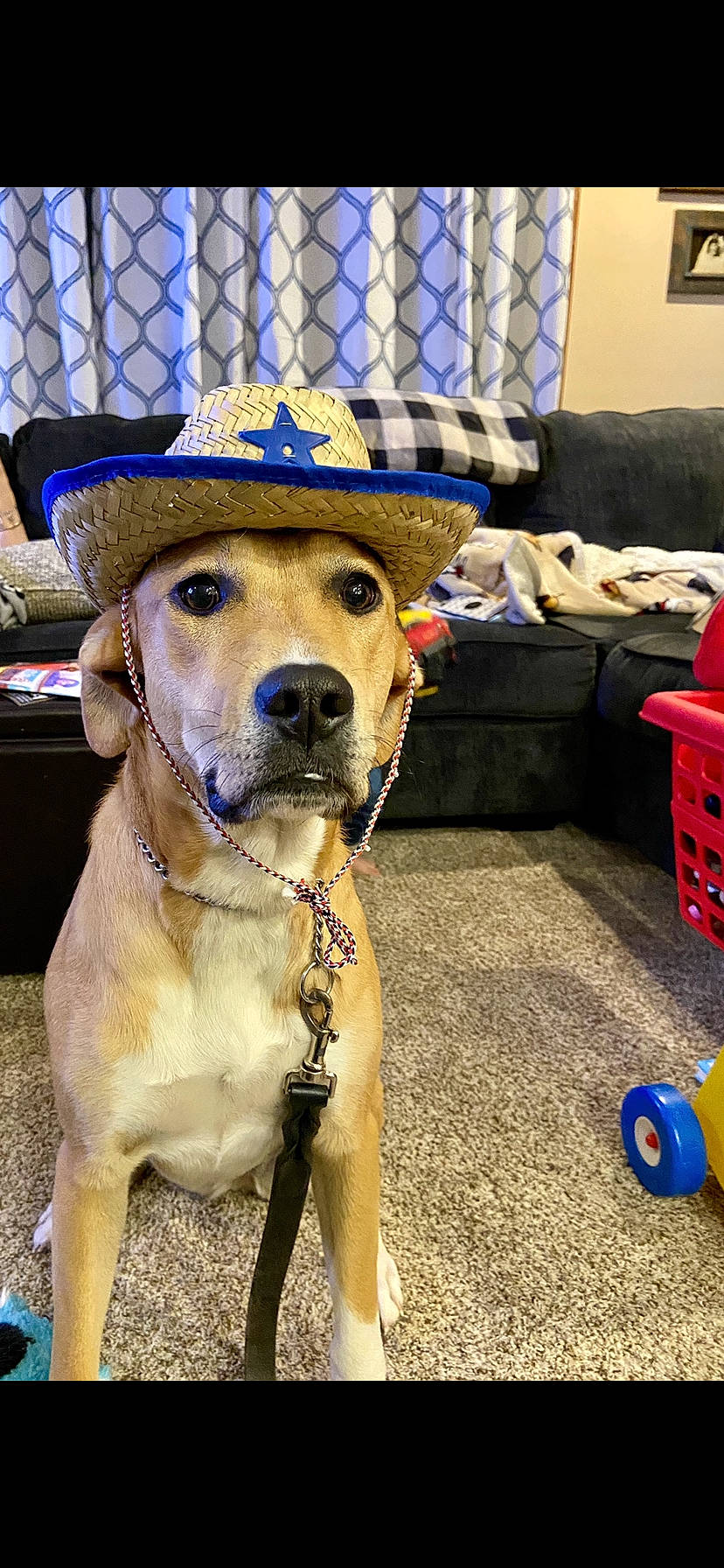 Sophie is registered to the contest to win money with this photo: beige, canidae, carnivore, collar, companion_dog, costume_accessory, dog, dog_breed, dog_collar, fawn, hat, home_accessories, lamp, leash, living_room, pet_supply, snout, sporting_group, sun_hat, working_animal