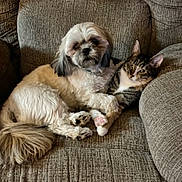 Miss Molly Mittens joined the competition — help win amazing prizes! dog, cat, couch, pet, furry, indoor, cozy, snuggle, relaxing, companion, fur, animal, friendship, resting, domestic, cute, brown, white, tabby, quiet