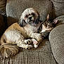 dog, cat, couch, pet, furry, indoor, cozy, snuggle, relaxing, companion, fur, animal, friendship, resting, domestic, cute, brown, white, tabby, quiet