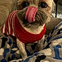 Charlie is registered to the contest to win money with this photo: animal, blanket, bodypart, canine, clothing, couch, cushion, dog, face, furniture, head, homedecor, knitwear, mouth, person, pet, puppy, sweater, terrier, tongue
