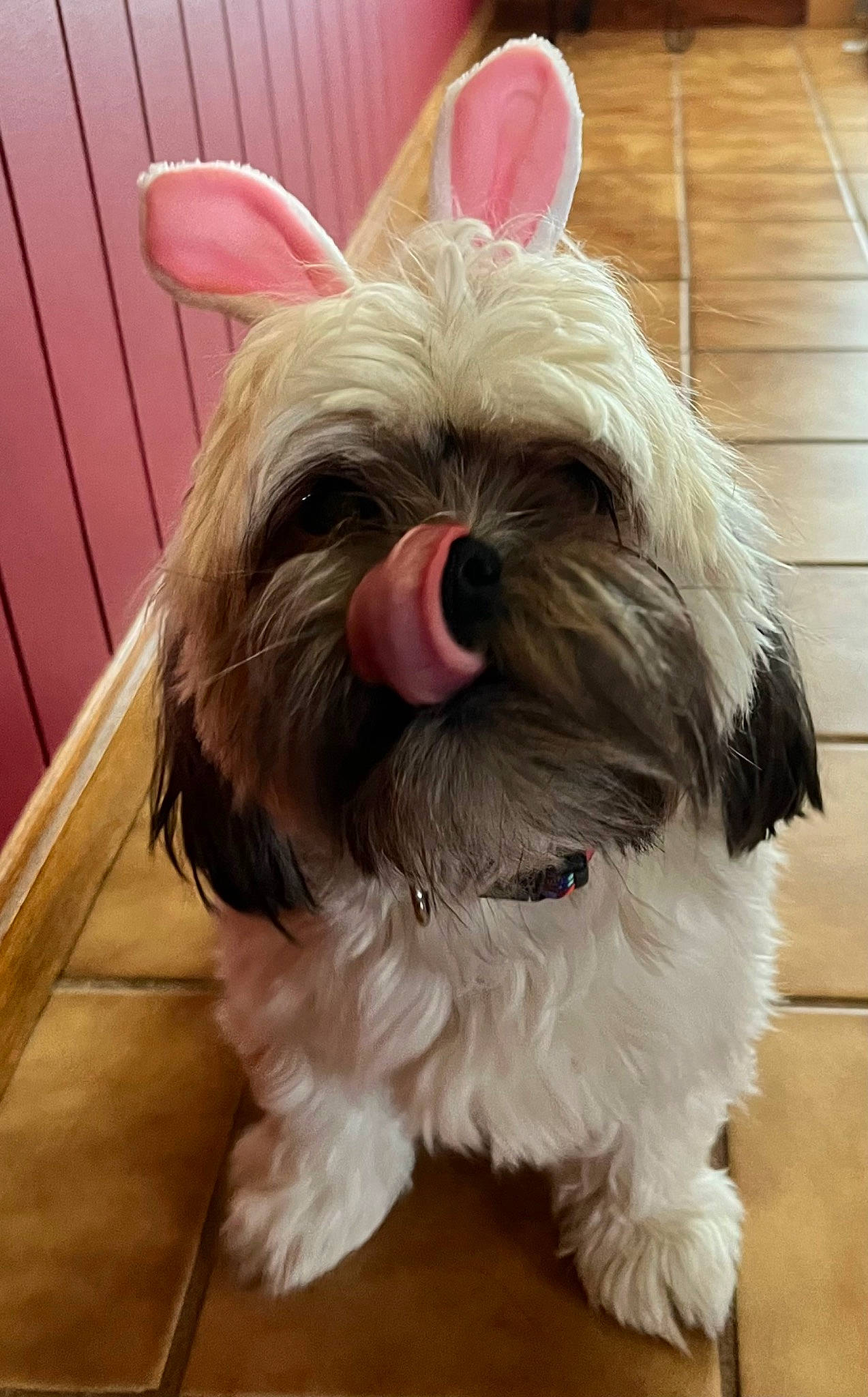 Charlie is registered to the contest to win money with this photo: canidae, carnivore, companion_dog, dog, dog_breed, dog_supply, ear, fashion_accessory, fawn, flooring, fur, liver, natural_material, shih_tzu, snout, sporting_group, tail, toy_dog, wood, working_animal
