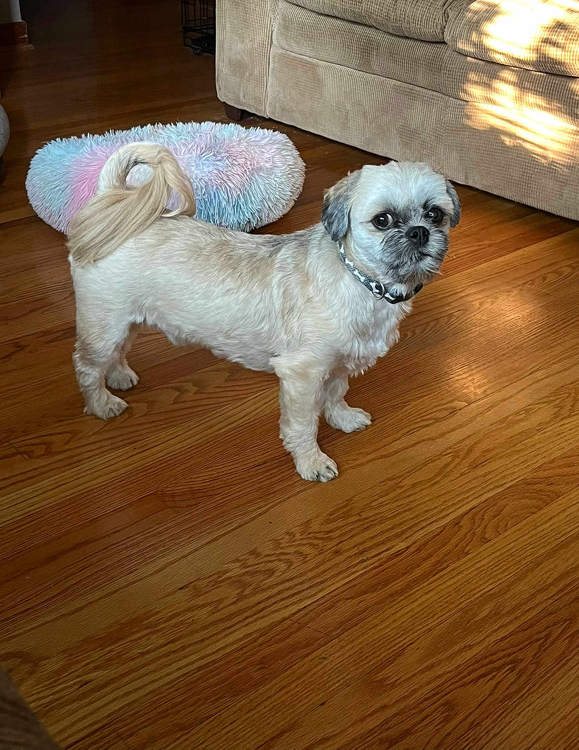 Charlie joined the competition — help win amazing prizes! dog, small_dog, indoor, wooden_floor, couch, pillow, furniture, pet, curled_tail, fur, collar, light_shadow, home, animal, floor, cute, looking, standing, cozy, living_room