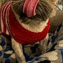 Charlie joined the competition — help win amazing prizes! dog, pet, close_up, tongue, red_sweater, striped_clothing, blanket, bone_pattern, cute, indoor, fur, animal, cozy, small_dog, playful, face, eyes, paw, resting, warm