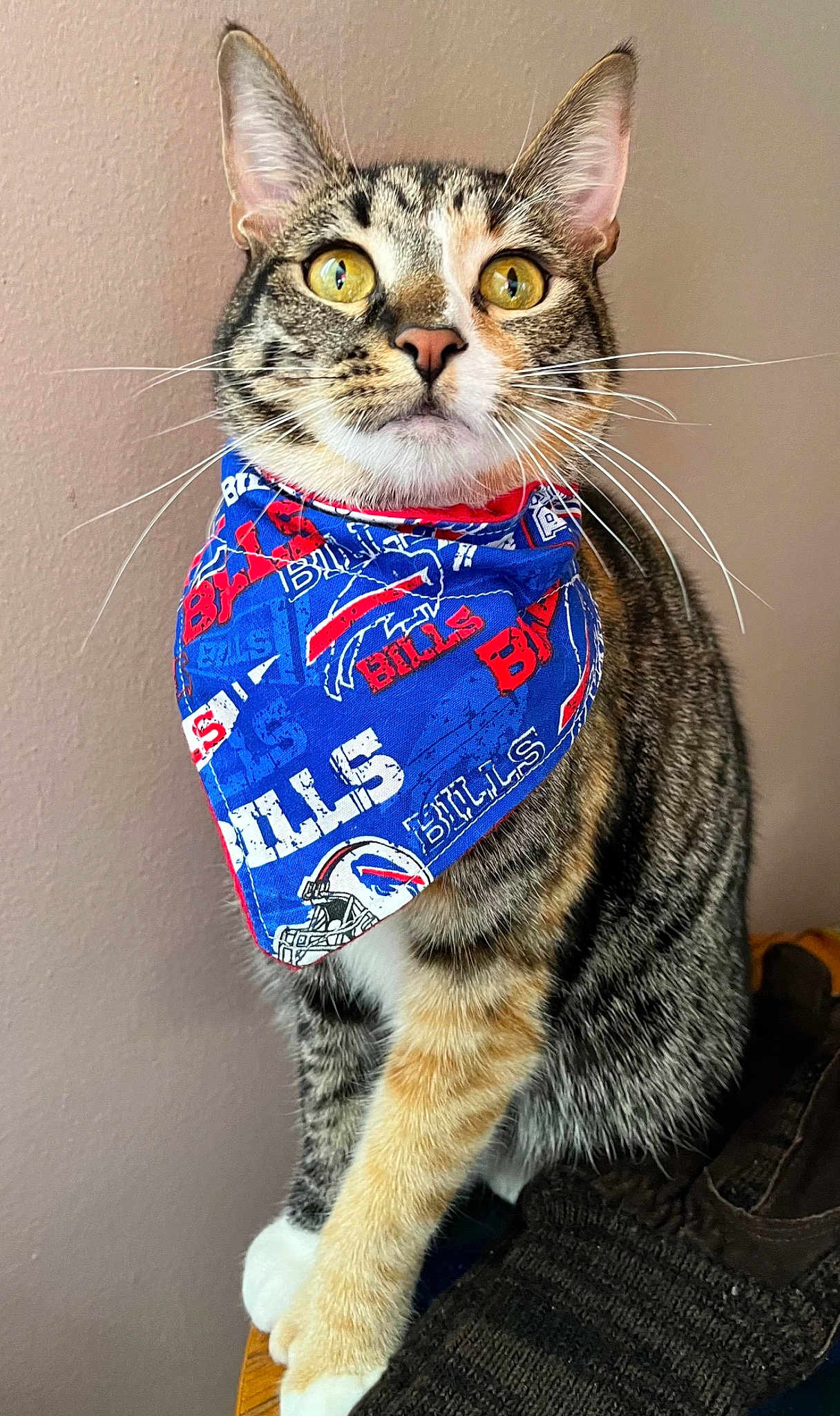 Miss Molly Mittens