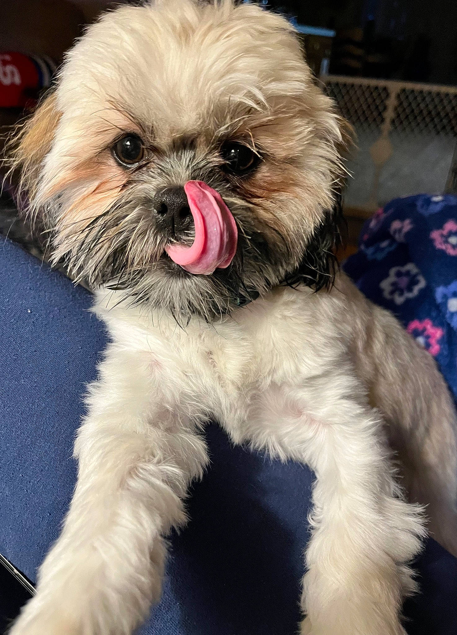 Charlie is registered to the contest to win money with this photo: canidae, carnivore, companion_dog, dog, dog_breed, dog_supply, fawn, fur, liver, pet_supply, shih_tzu, small_terrier, snout, sporting_group, terrestrial_animal, terrier, toy_dog, whiskers, working_animal, yorkipoo