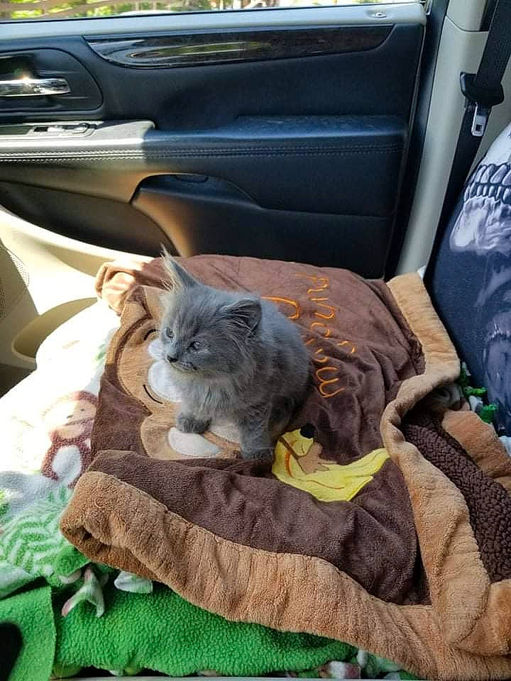 Princess Shadow is registered to the contest to win money with this photo: auto_part, automotive_design, automotive_exterior, automotive_tire, car_seat, carnivore, cat, comfort, domestic_short_haired_cat, family_car, felidae, fur, linens, motor_vehicle, small_to_medium_sized_cats, textile, vehicle, vehicle_door, whiskers, window