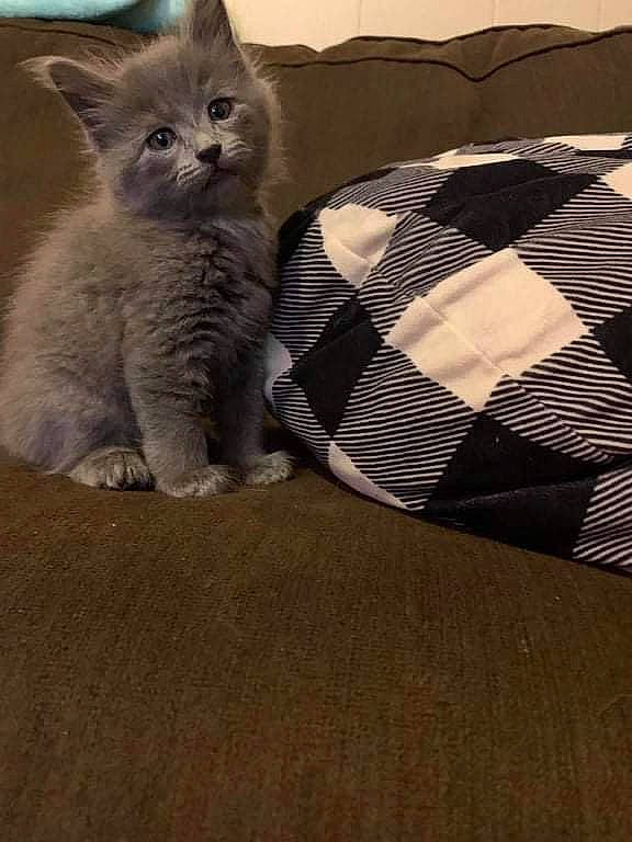 Princess Shadow joined the competition — help win amazing prizes! carnivore, cat, comfort, domestic_short_haired_cat, fawn, felidae, fur, grey, linens, mammal, pattern, paw, pillow, sand, small_to_medium_sized_cats, tail, terrestrial_animal, vertebrate, whiskers, wood