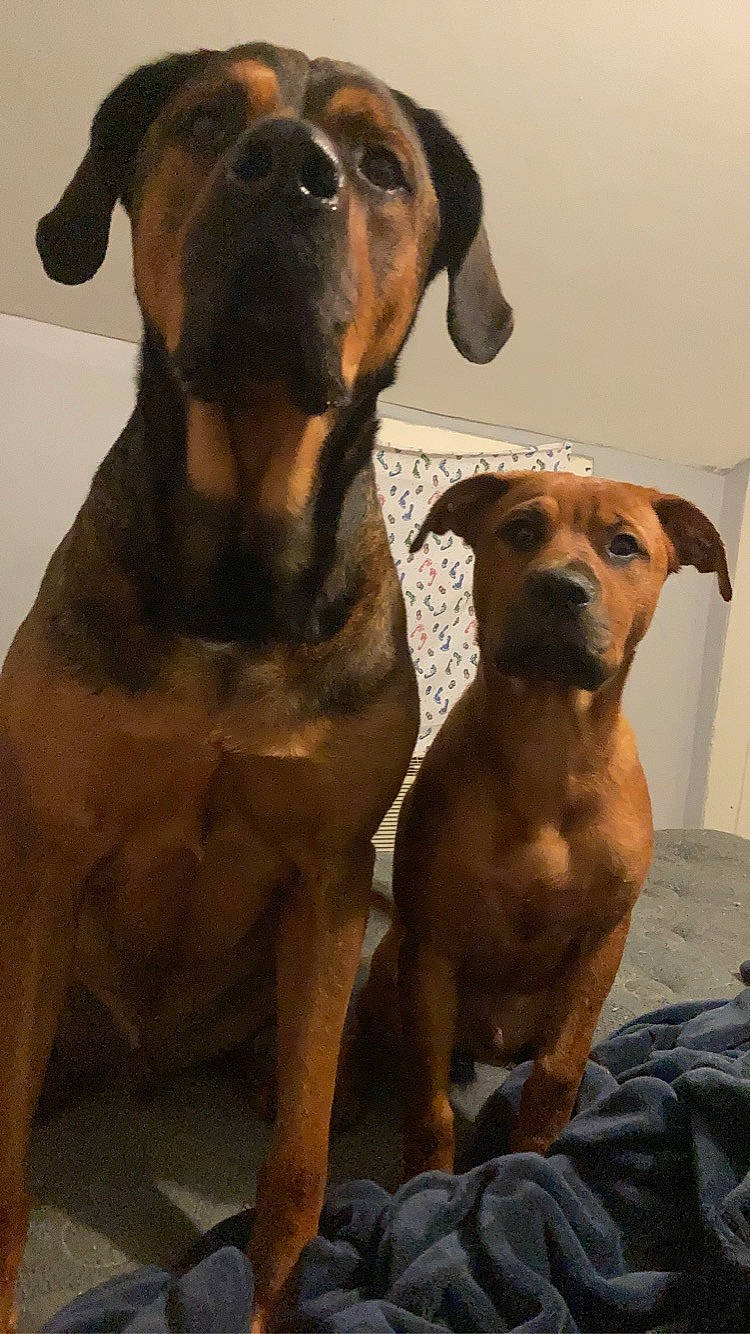 Moose joined the competition — help win amazing prizes! ancient_dog_breeds, canidae, carnivore, collar, companion_dog, dog, dog_breed, dog_collar, fawn, guard_dog, hound, hunting_dog, liver, pet_supply, snout, sporting_group, whiskers, working_animal, working_dog