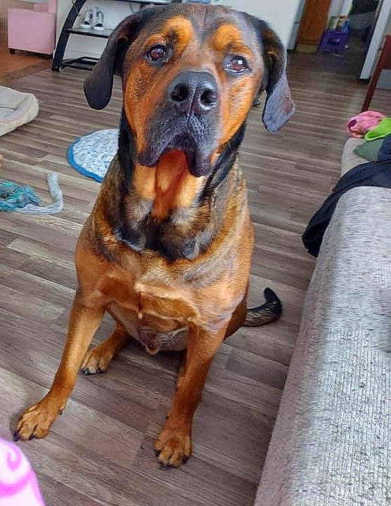 Moose joined the competition — help win amazing prizes! canidae, carnivore, companion_dog, dog, dog_breed, fawn, flooring, guard_dog, hardwood, hunting_dog, molosser, non_sporting_group, sporting_group, whiskers, wood, working_animal, working_dog