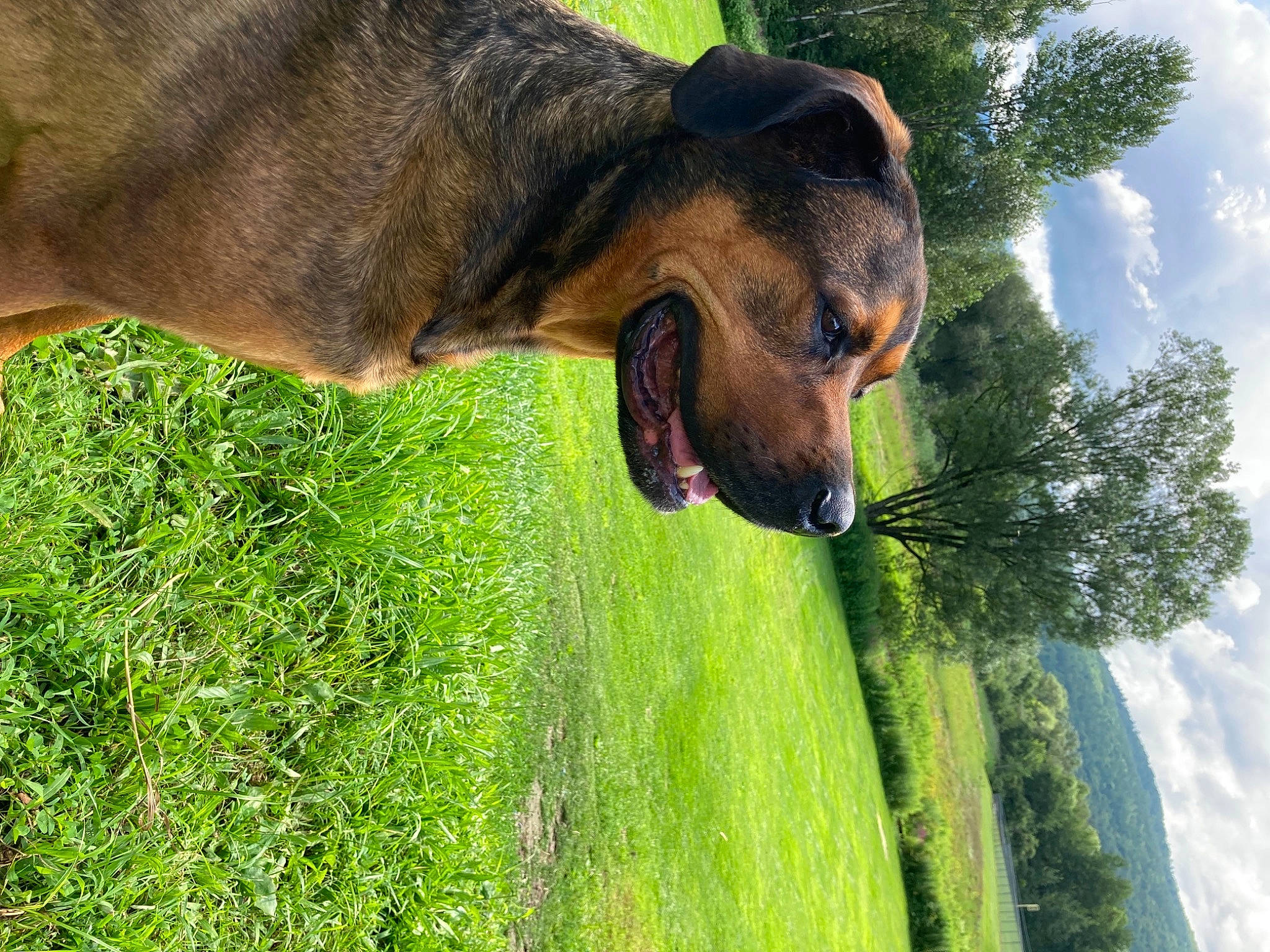 Moose joined the competition — help win amazing prizes! biting, carnivore, cloud, companion_dog, dog, dog_breed, eye, fawn, grass, green, liver, plant, sky, snout, terrestrial_animal, terrestrial_plant, tree, trunk, wildlife, working_animal