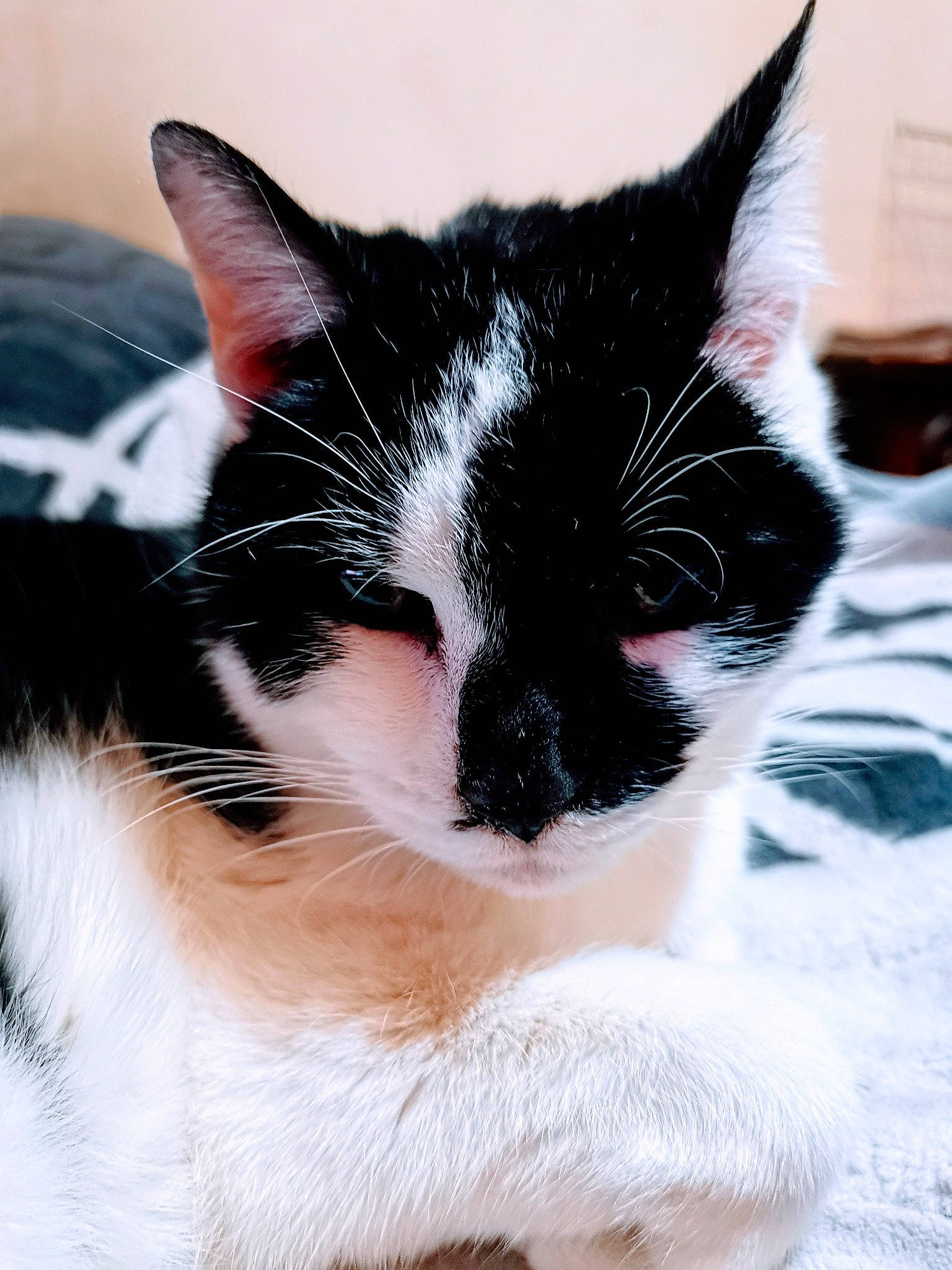 Frimous participe au concours pour gagner de l'argent avec cette photo : carnivore, cat, claw, comfort, domestic_short_haired_cat, eye, felidae, foot, fur, iris, nap, nose, paw, small_to_medium_sized_cats, snout, tail, tree, whiskers