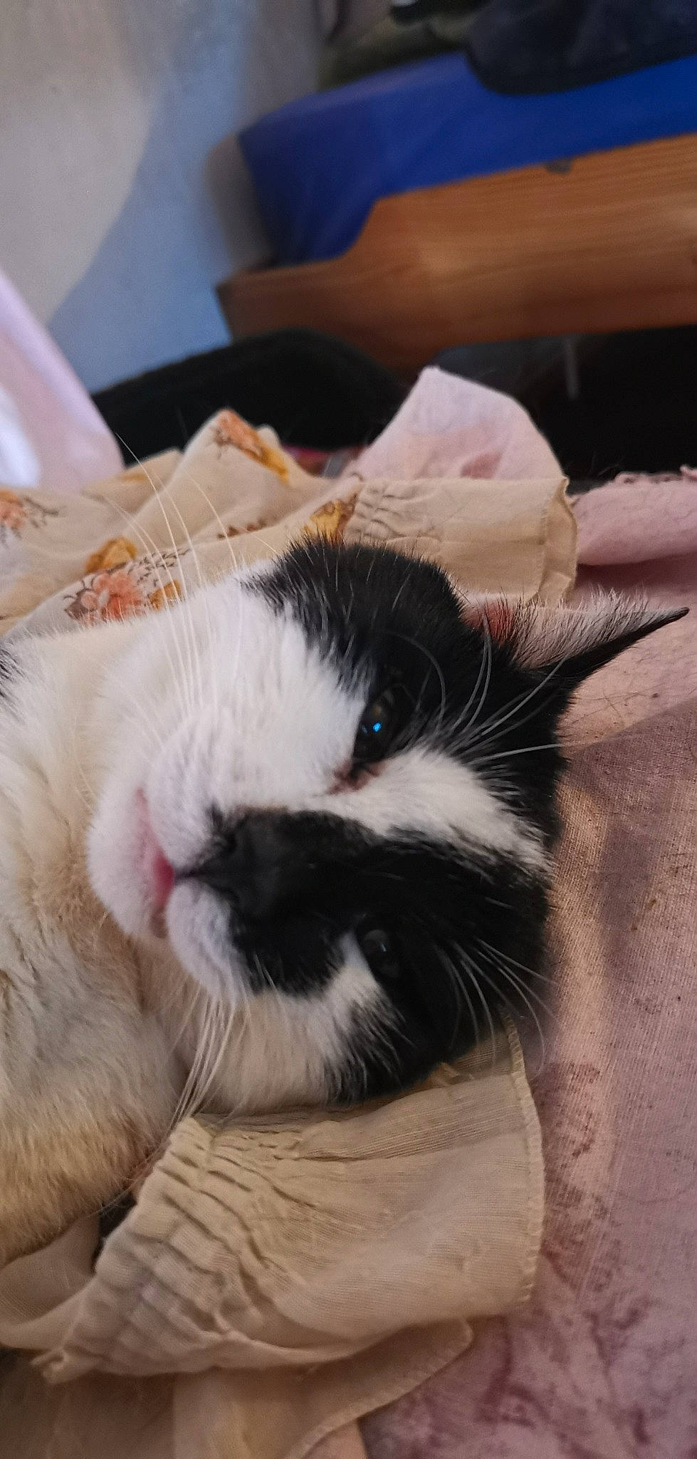 Frimous participe au concours pour gagner de l'argent avec cette photo : carnivore, cat, claw, comfort, domestic_short_haired_cat, felidae, fur, nap, paw, sleep, small_to_medium_sized_cats, snout, tail, terrestrial_animal, whiskers