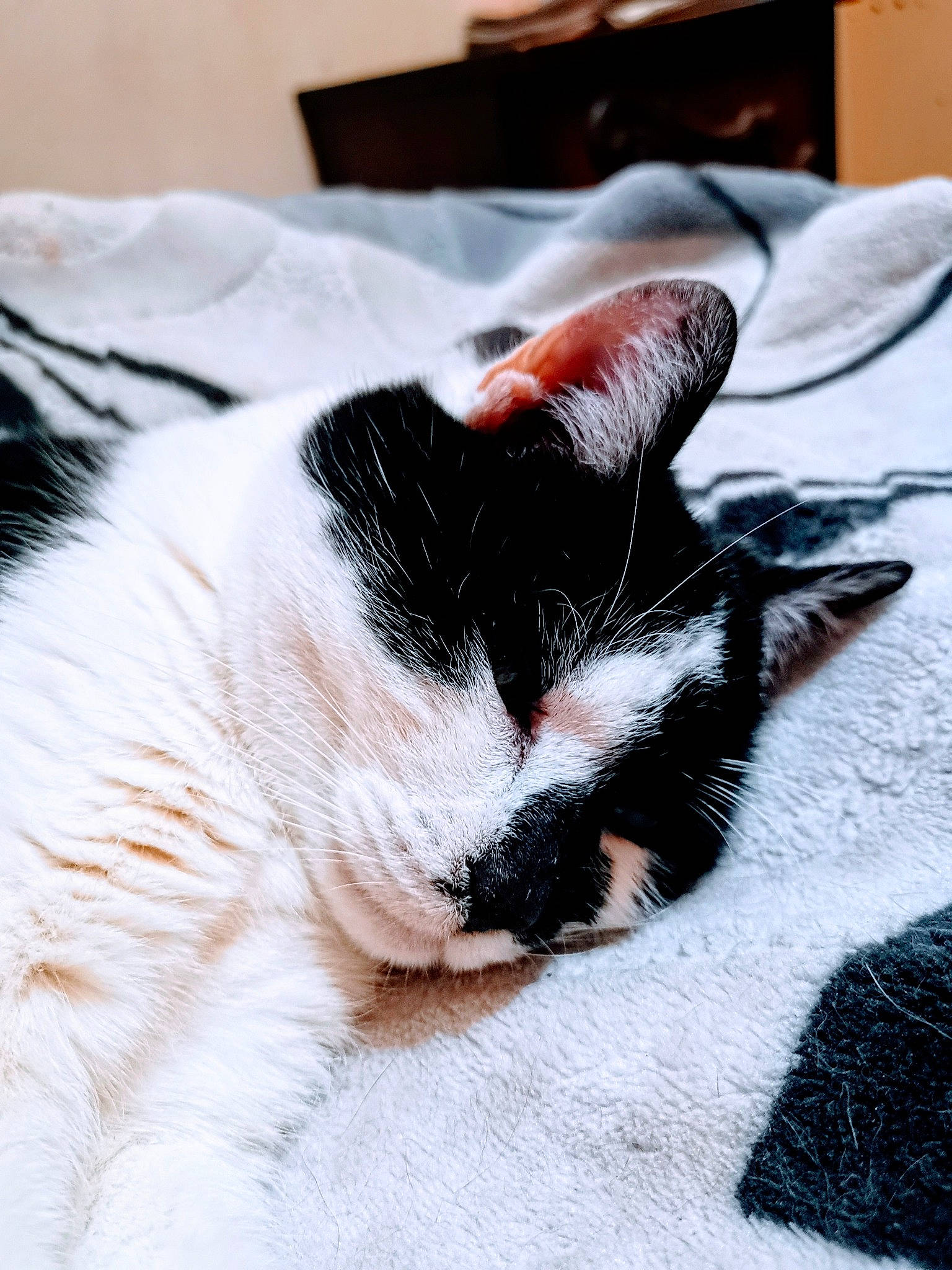 Frimous participe au concours pour gagner de l'argent avec cette photo : carnivore, cat, claw, comfort, domestic_short_haired_cat, eye, felidae, fur, linens, nap, paw, sleep, small_to_medium_sized_cats, snout, tail, tree, whiskers, window