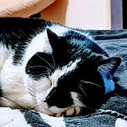 Frimous joined the competition — help win amazing prizes! abyssinian, animal, architecture, armchair, bed, bedroom, blanket, cat, chair, couch, furniture, homedecor, indoors, kitten, manx, person, pet, quilt, room, sleeping