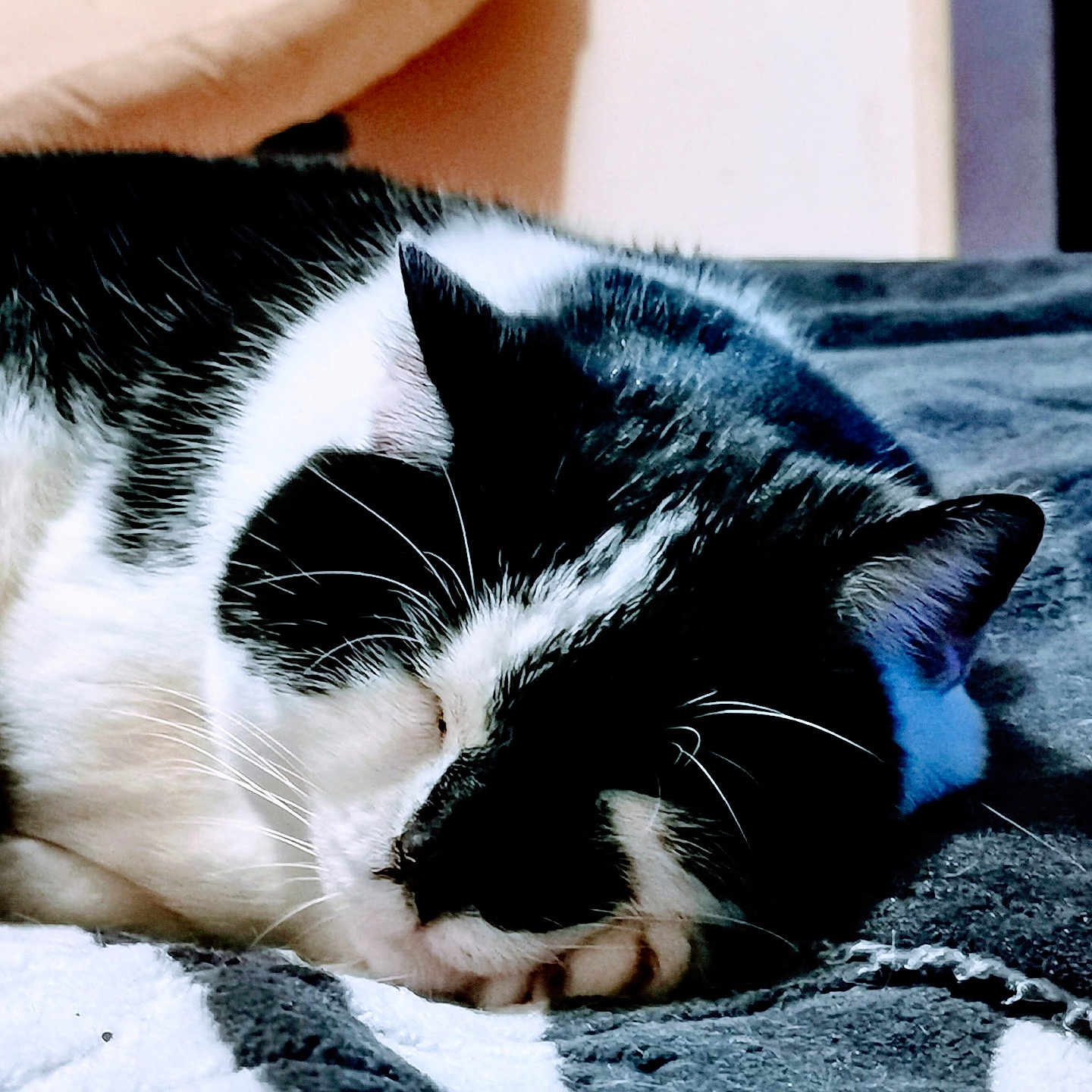 Frimous joined the competition — help win amazing prizes! abyssinian, animal, architecture, armchair, bed, bedroom, blanket, cat, chair, couch, furniture, homedecor, indoors, kitten, manx, person, pet, quilt, room, sleeping