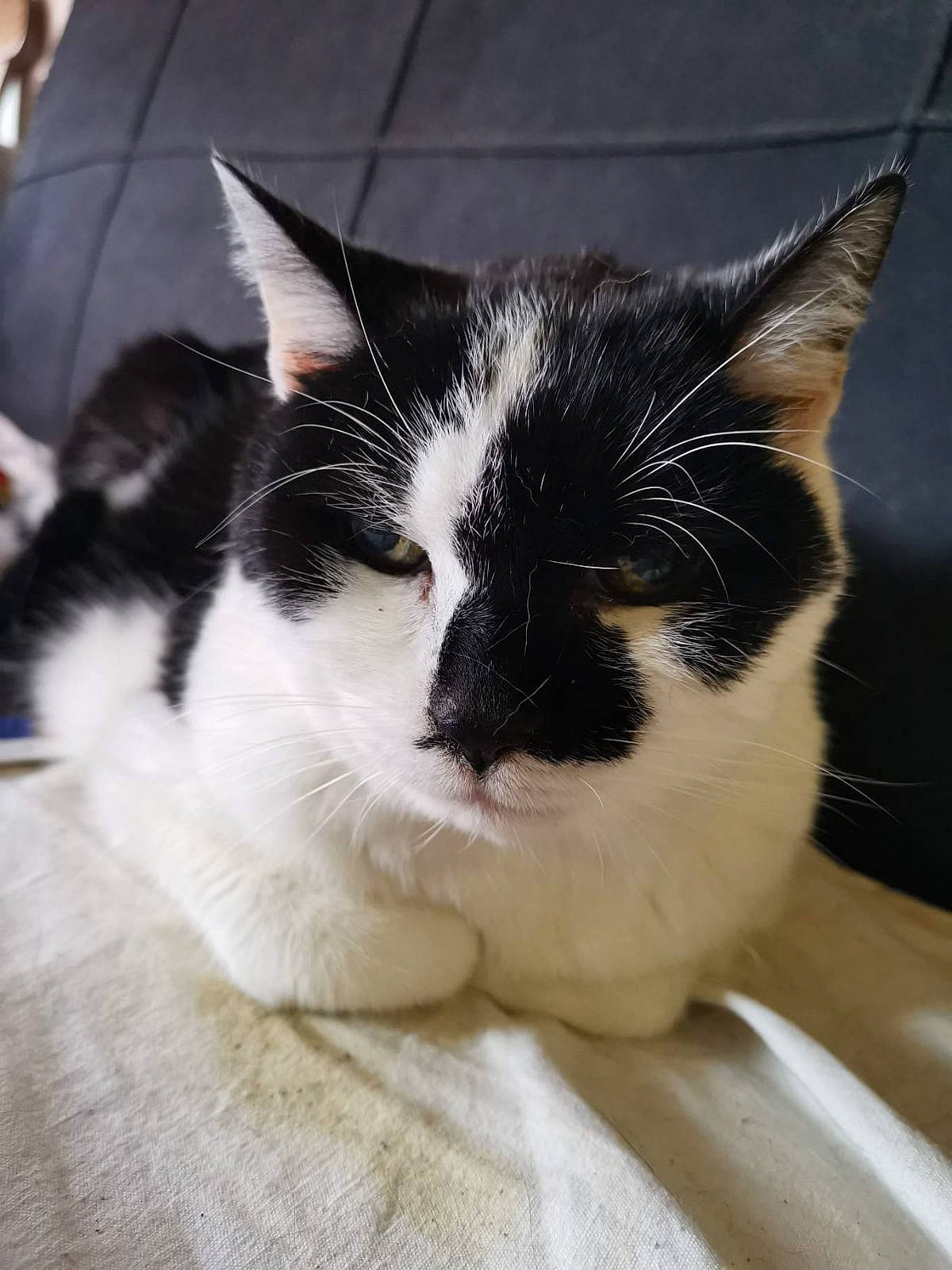 Frimous a rejoint le concours — aidez-le/la à gagner de superbes lots ! carnivore, cat, comfort, domestic_short_haired_cat, eye, felidae, fur, nap, sitting, small_to_medium_sized_cats, snout, tail, tree, whiskers, window