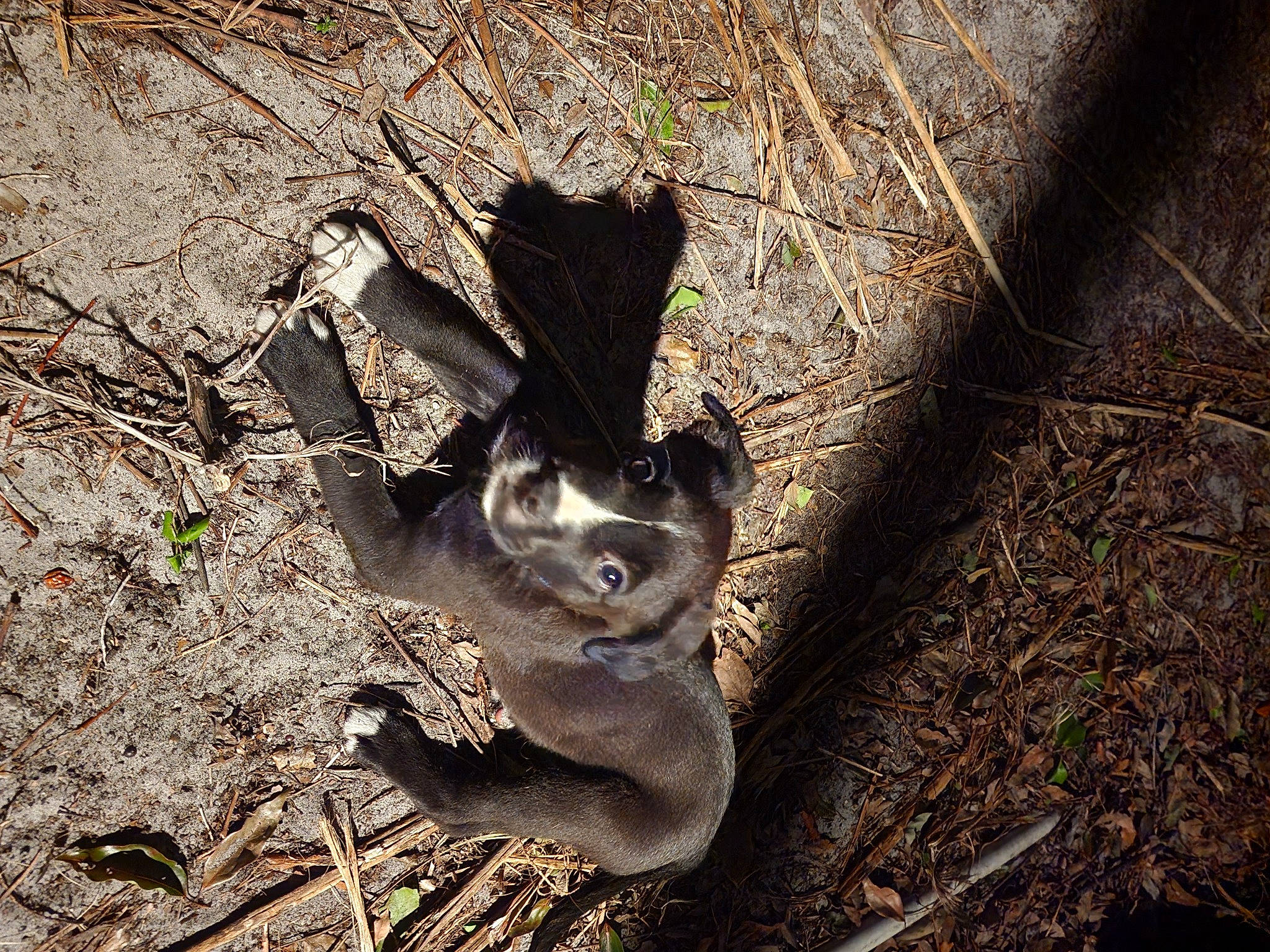 Bella joined the competition — help win amazing prizes! canidae, fawn, foot, forest, fur, grass, human_leg, marsupial, paw, plant, snout, soil, terrestrial_animal, trunk, twig, whiskers, wildlife, wood, woodland