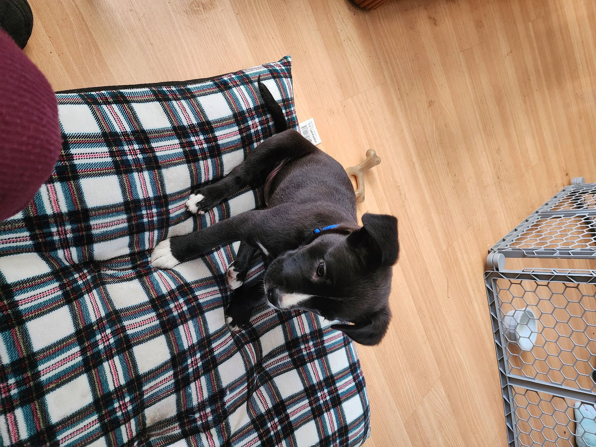 Bella is registered to the contest to win money with this photo: carnivore, comfort, companion_dog, dog, dog_breed, dog_supply, flooring, guard_dog, hardwood, linens, pattern, pet_supply, plaid, sporting_group, tail, tartan, toy_dog, wood, wood_stain, working_animal