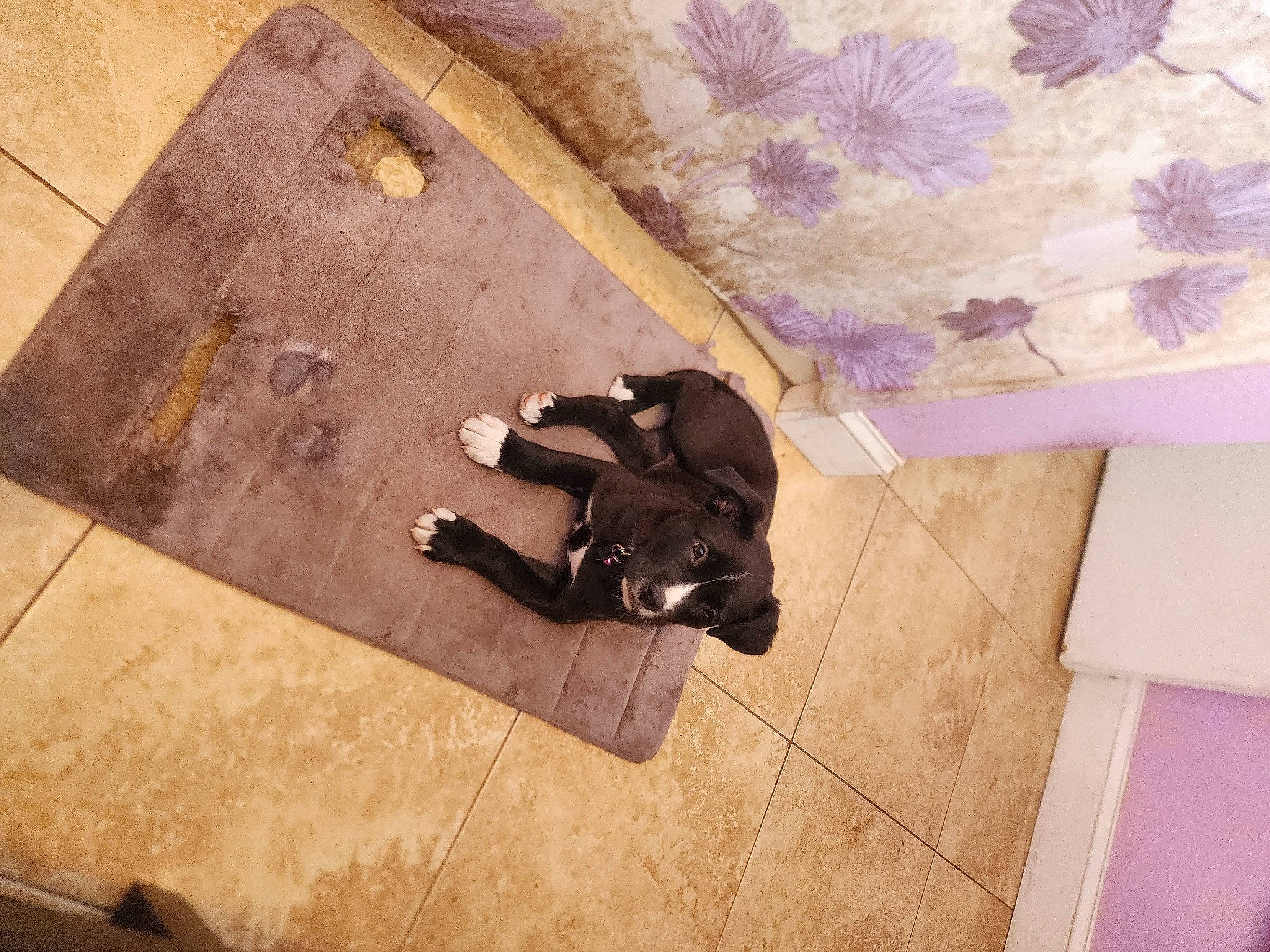 Bella is registered to the contest to win money with this photo: carnivore, dog_breed, fawn, floor, flooring, hardwood, laminate_flooring, magenta, metal, pattern, plywood, rectangle, room, sculpture, table, tile, visual_arts, wood, wood_flooring, wood_stain