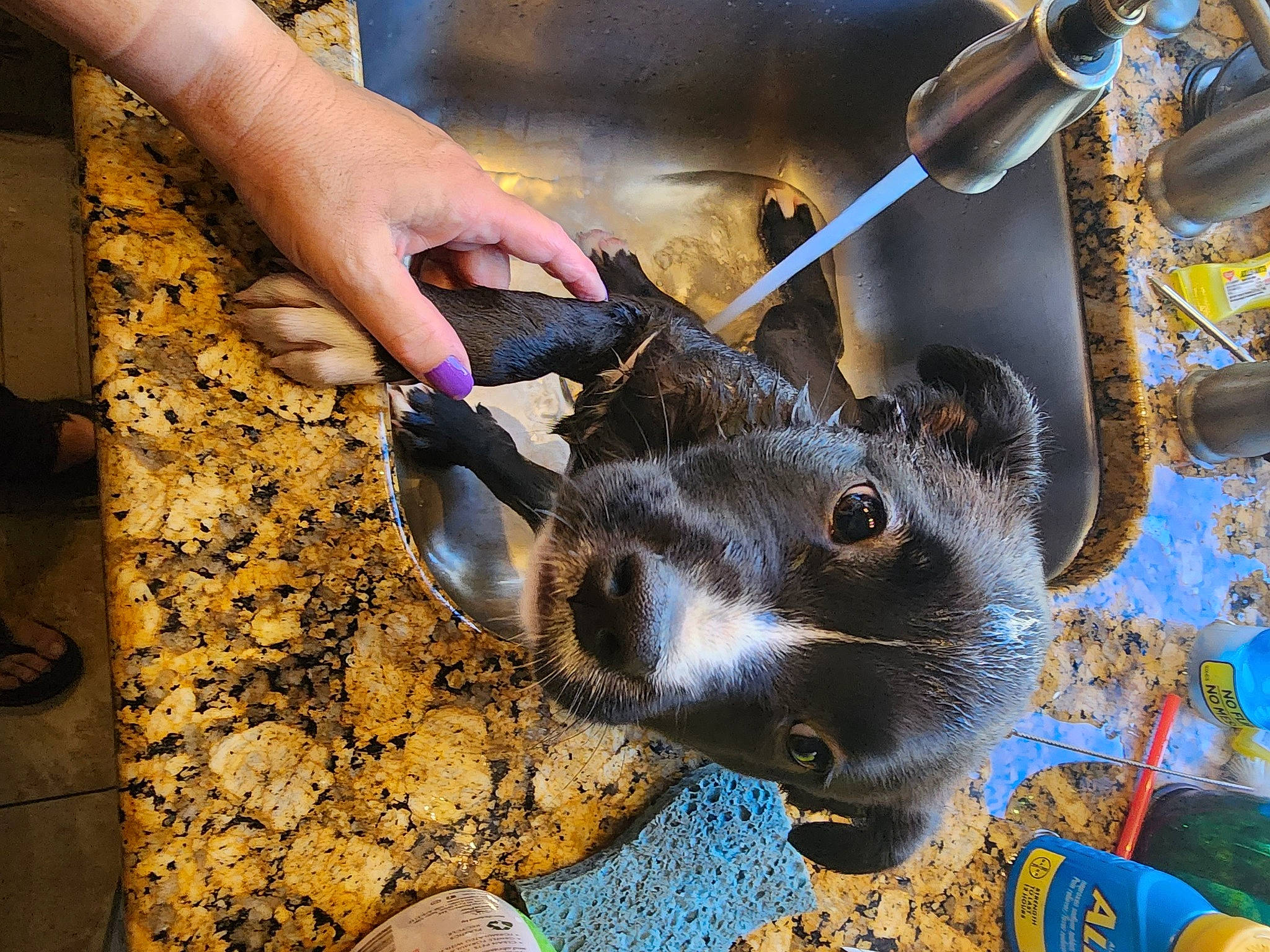 Bella is registered to the contest to win money with this photo: art, auto_part, automotive_wheel_system, electric_blue, fashion_accessory, fur, glass, metal, nail, snout, soil, visual_arts, working_animal