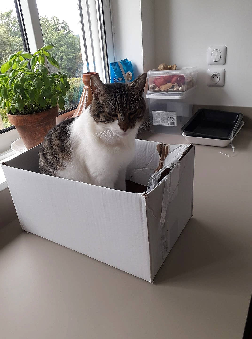 Patty participe au concours pour gagner de l'argent avec cette photo : aegean_cat, box, cardboard, carnivore, cat, domestic_short_haired_cat, european_shorthair, felidae, room, small_to_medium_sized_cats, table, whiskers