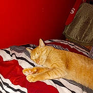 Garfield joined the competition — help win amazing prizes! cat, ginger_cat, sleeping, bed, blanket, striped, red_wall, indoor, pet, feline, cozy, resting, cute, animal, domestic, fur, paw, closeup, relaxing, comfort