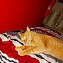 cat, ginger_cat, sleeping, bed, blanket, striped, red_wall, indoor, pet, feline, cozy, resting, cute, animal, domestic, fur, paw, closeup, relaxing, comfort