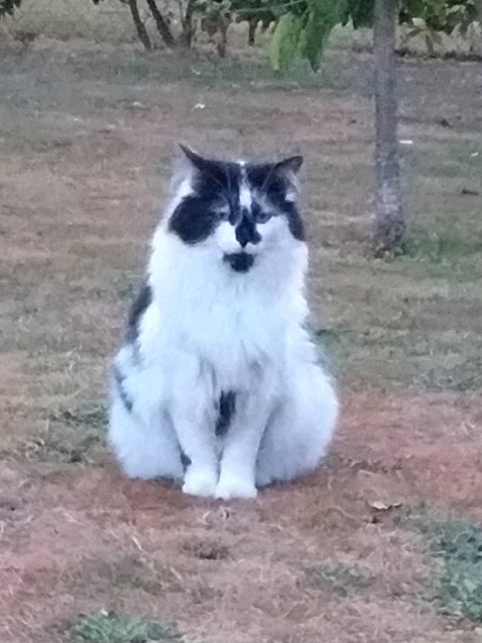 Malice participe au concours pour gagner de l'argent avec cette photo : birman, canidae, carnivore, cat, cymric, domestic_long_haired_cat, felidae, mammal, norwegian_forest_cat, polydactyl_cat, ragamuffin, ragdoll, small_to_medium_sized_cats, tail, vertebrate, whiskers