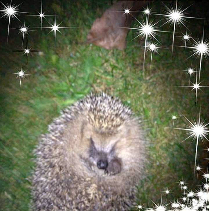 Choupette participe au concours pour gagner de l'argent avec cette photo : adaptation, domesticated_hedgehog, erinaceidae, fawn, hedgehog, new_world_porcupine, organism, porcupine, rodent, whiskers, wildlife