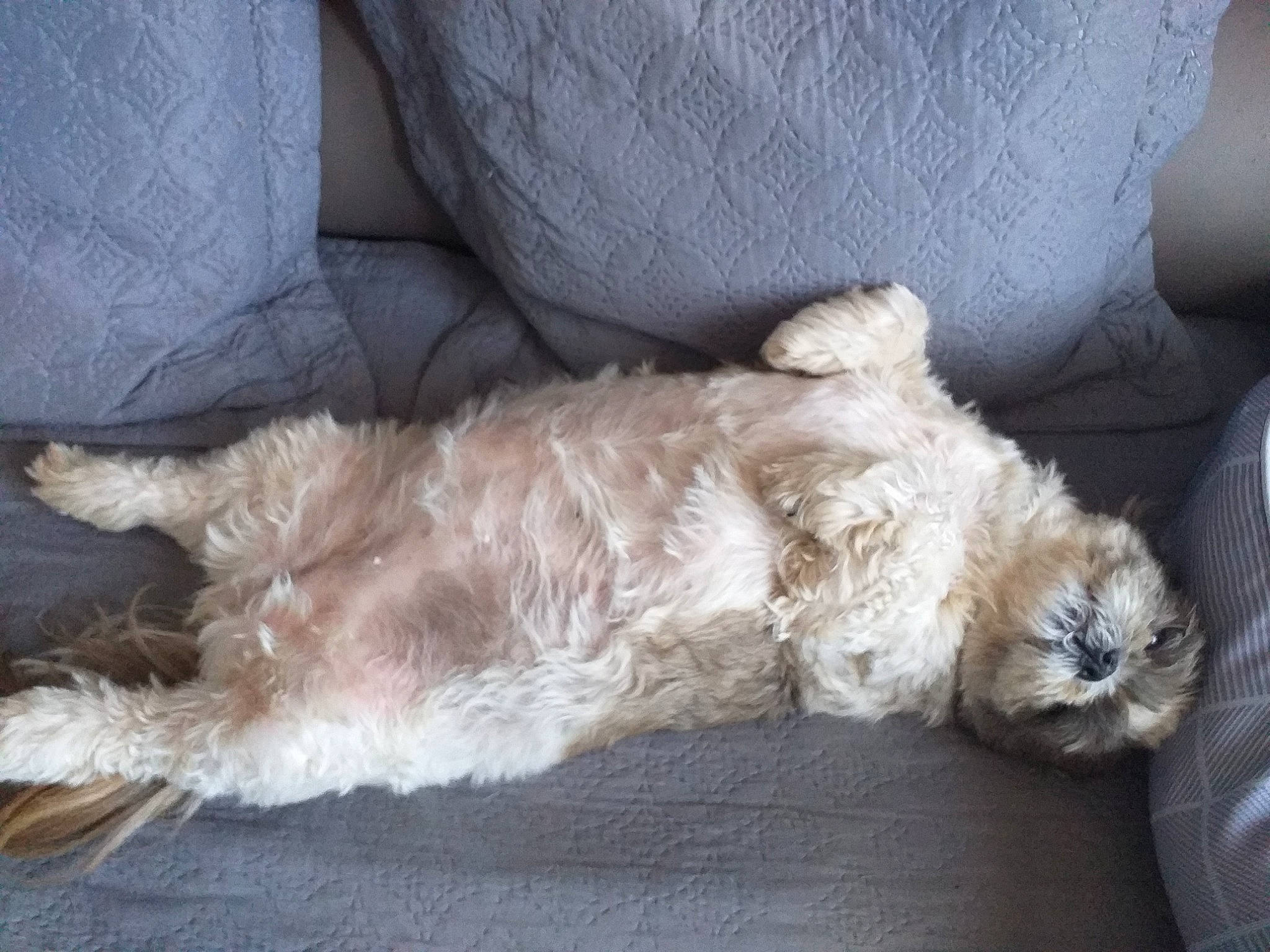 Nana participe au concours pour gagner de l'argent avec cette photo : bolonka, canidae, carnivore, cockapoo, companion_dog, dog, dog_breed, dutch_smoushond, glen_of_imaal_terrier, havanese, irish_soft_coated_wheaten_terrier, non_sporting_group, puppy, rare_breed_dog, schnoodle, shih_tzu, sporting_group, sporting_lucas_terrier, terrier, toy_dog