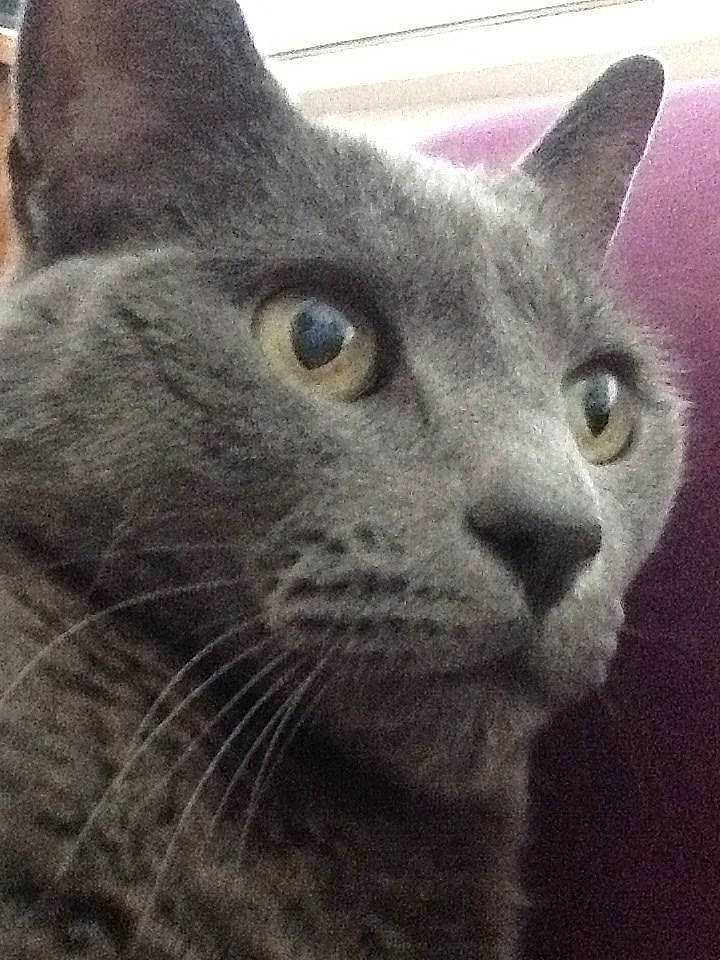 Sunny a rejoint le concours — aidez-le/la à gagner de superbes lots ! asian, british_shorthair, burmese, carnivore, cat, chartreux, domestic_short_haired_cat, felidae, korat, mammal, nebelung, oriental_shorthair, russian_blue, small_to_medium_sized_cats, snout, vertebrate, whiskers