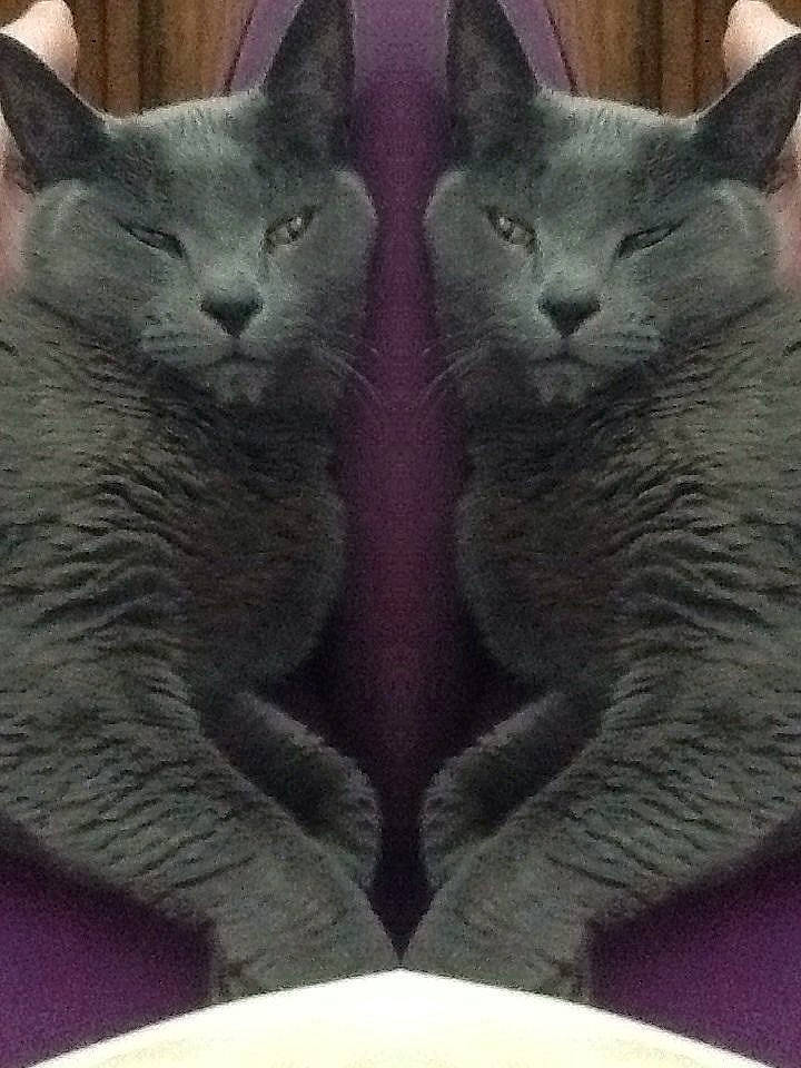 Sunny a rejoint le concours — aidez-le/la à gagner de superbes lots ! asian, british_shorthair, burmese, carnivore, cat, chartreux, domestic_short_haired_cat, felidae, korat, mammal, nebelung, russian_blue, small_to_medium_sized_cats, vertebrate, whiskers