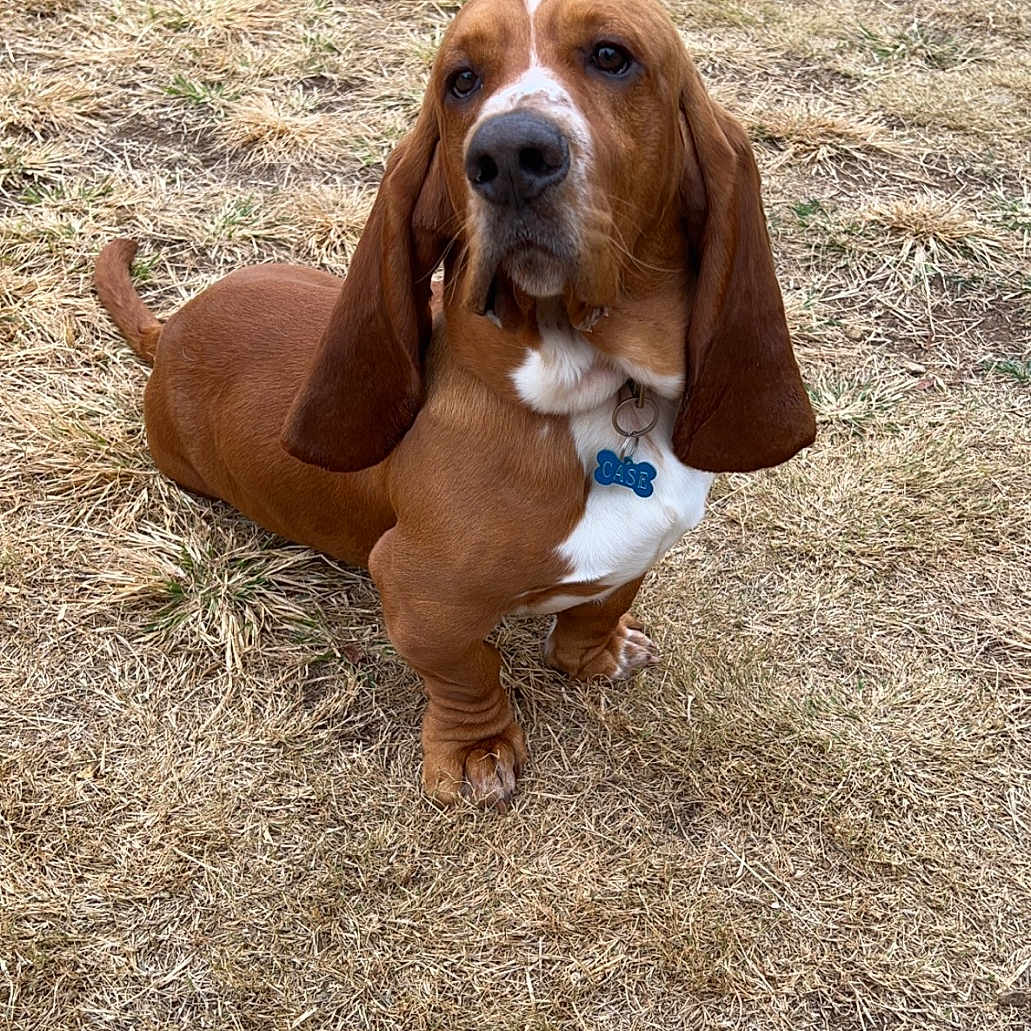 Casen joined the competition — help win amazing prizes! animal, architecture, beagle, bench, building, bulldog, canine, dog, face, furniture, grass, hound, nature, outdoors, park, pet, plant, puppy, shelter, soil
