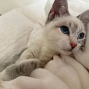 Cora is registered to the contest to win money with this photo: kitten, cat, blue_eyes, close_up, fluffy, blanket, white, soft_texture, pet, animal, cute, snuggling, cozy, fur, whiskers, portrait, resting, indoors, young, sleepy