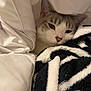 cat, animal, pet, blanket, cozy, sleepy, fur, comfort, indoor, cute, resting, white, black, striped, face, whiskers, ears, closeup, soft, warm