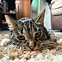 animal, carpet, cat, close_up, cozy, curious, cute, feline, floor, fur, green_eyes, home, indoor, lying_down, mammal, pet, relaxed, soft_focus, tabby_cat, whiskers