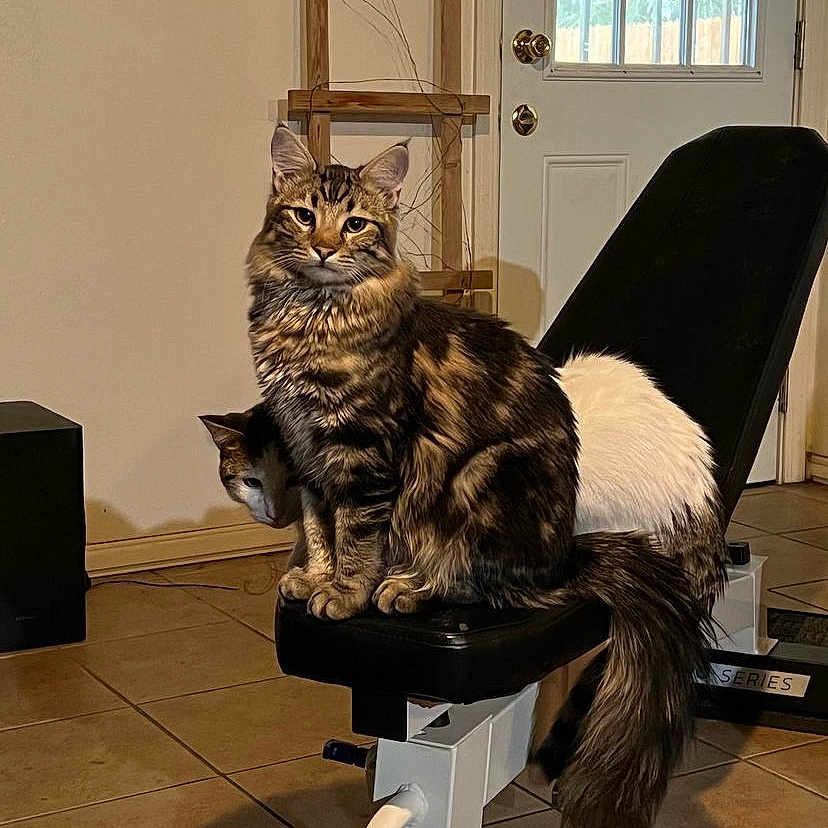 Mavin joined the competition — help win amazing prizes! animal, bench, cat, cats, curious, door, exercise_bench, feline, floor, fur, home, indoor, pet, room, shadow, sitting, tail, tile_floor, whiskers, wooden_frame