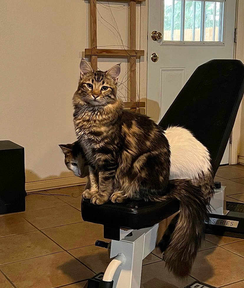 Mavin joined the competition — help win amazing prizes! cat, cats, indoor, bench, exercise_bench, floor, tile_floor, door, wooden_frame, pet, animal, feline, fur, whiskers, tail, sitting, curious, home, room, shadow