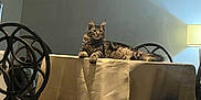 Mavin joined the competition — help win amazing prizes! cat, tabby_cat, table, tablecloth, chair, patterned_chair, lamp, indoor, furniture, dining_room, wall, floor, domestic_animal, pet, resting, cozy, soft_lighting, calm, home, decor