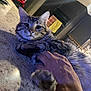 Mavin joined the competition — help win amazing prizes! cat, tabby_cat, pet, hand, countertop, indoor, feline, fur, animal, domestic, kitchen, relaxed, closeup, curious, mammal, whiskers, paw, human, touch, companion