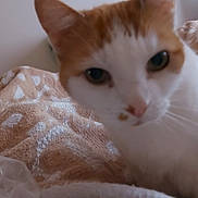 Pitou participe au concours pour gagner de l'argent avec cette photo : cat, orange_and_white, close_up, indoor, blanket, cozy, curious, pet, feline, animal, soft_texture, wall_art, framed_pictures, fur, ears, whiskers, face, bed, resting, domestic