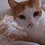cat, orange_and_white, close_up, indoor, blanket, cozy, curious, pet, feline, animal, soft_texture, wall_art, framed_pictures, fur, ears, whiskers, face, bed, resting, domestic