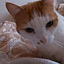 Pitou participe au concours pour gagner de l'argent avec cette photo : cat, orange, white, close_up, indoor, blanket, cozy, feline, pet, animal, portrait, soft, blurred, wall, picture_frame, fur, whiskers, ears, nose, bedroom