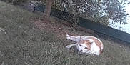 Pitou participe au concours pour gagner de l'argent avec cette photo : cat, grass, tree, outdoor, animal, pet, nature, lying_down, orange, white, fur, garden, plant, leaf, daylight, mammal, feline, resting, close_to_ground, watchful