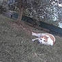 cat, grass, tree, outdoor, animal, pet, nature, lying_down, orange, white, fur, garden, plant, leaf, daylight, mammal, feline, resting, close_to_ground, watchful