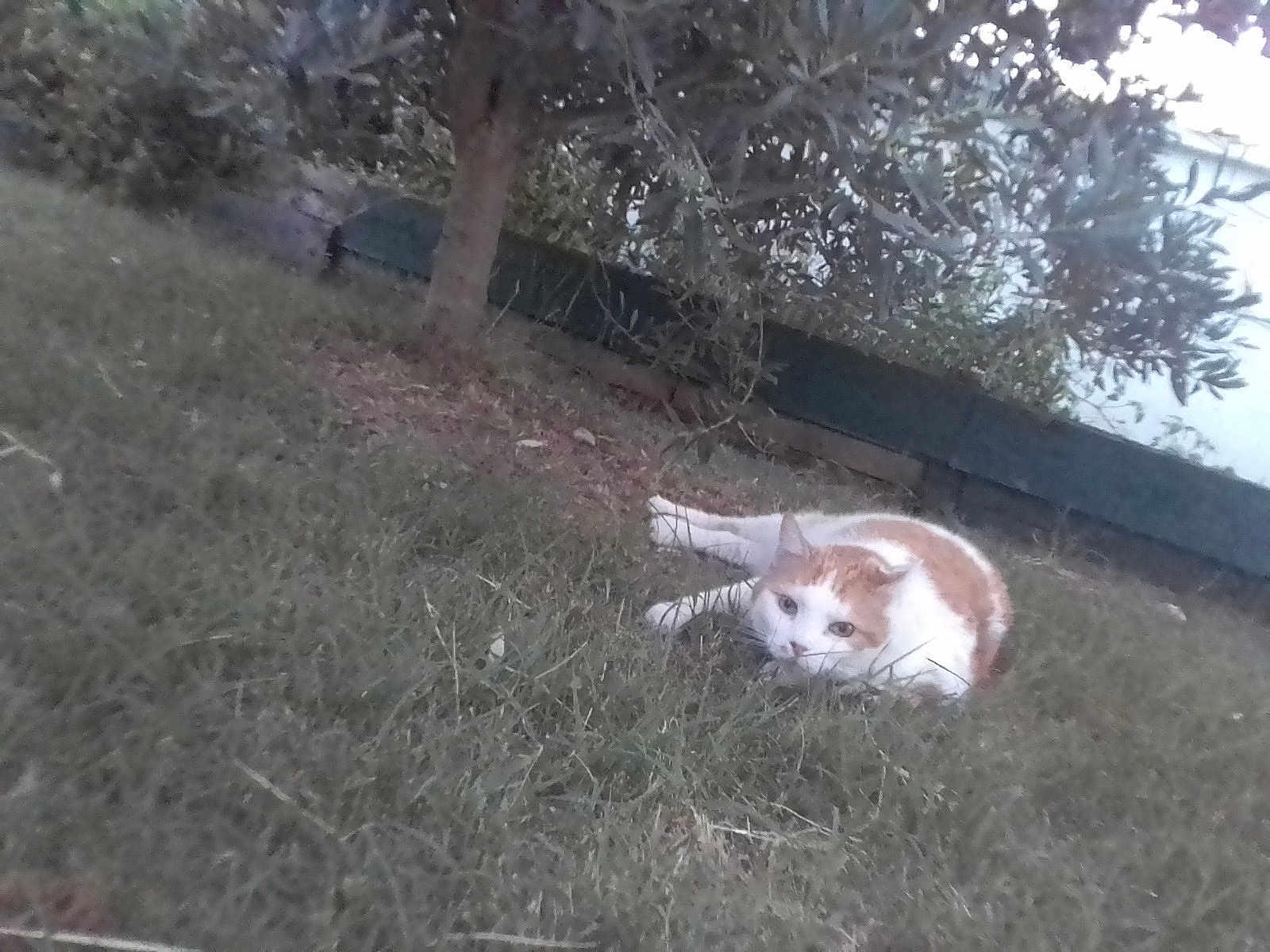 Pitou participe au concours pour gagner de l'argent avec cette photo : cat, grass, tree, outdoor, animal, pet, nature, lying_down, orange, white, fur, garden, plant, leaf, daylight, mammal, feline, resting, close_to_ground, watchful