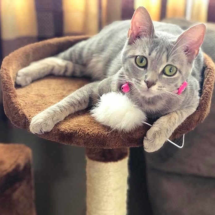 Mowma Wowma is registered to the contest to win money with this photo: cat, cat_tree, collar, curtains, cute, ears, eyes, feline, fluffy, fur, gray_tabby, home, indoor, lounging, pet, pink_collar, relaxed, soft_focus, toy, whiskers