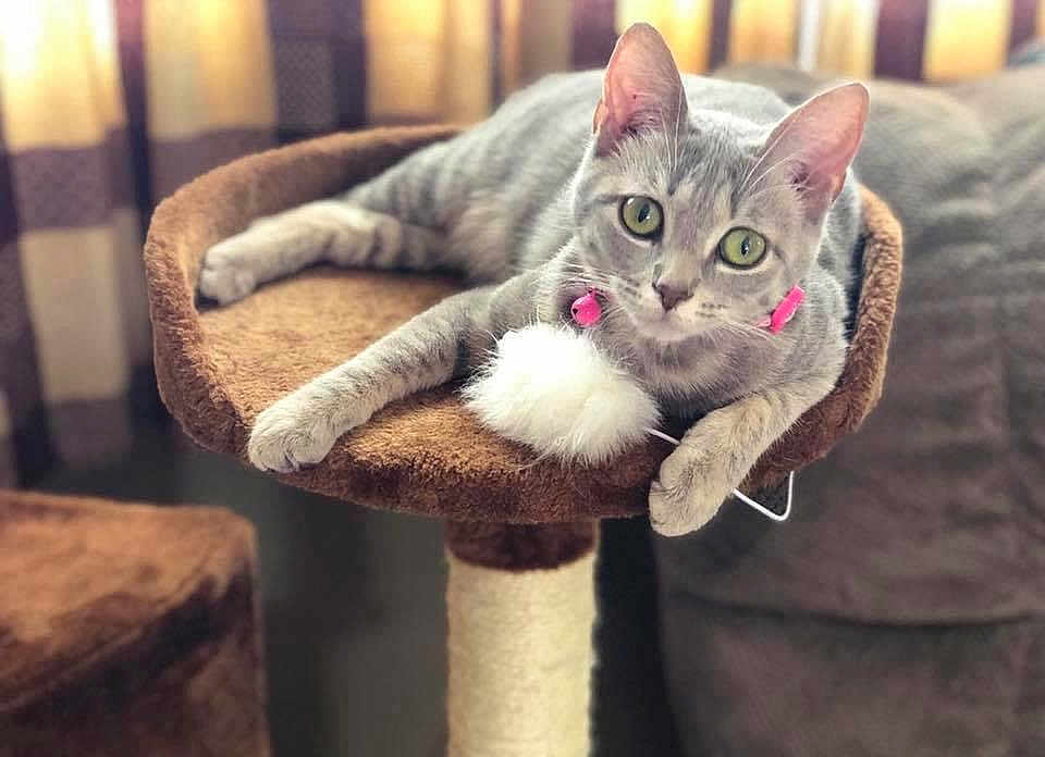 Mowma Wowma is registered to the contest to win money with this photo: cat, gray_tabby, cat_tree, toy, fluffy, collar, pink_collar, indoor, pet, feline, cute, relaxed, lounging, fur, whiskers, ears, eyes, soft_focus, curtains, home